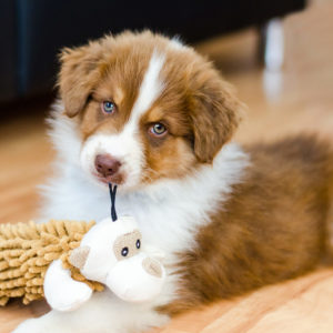 PACK CHIOT