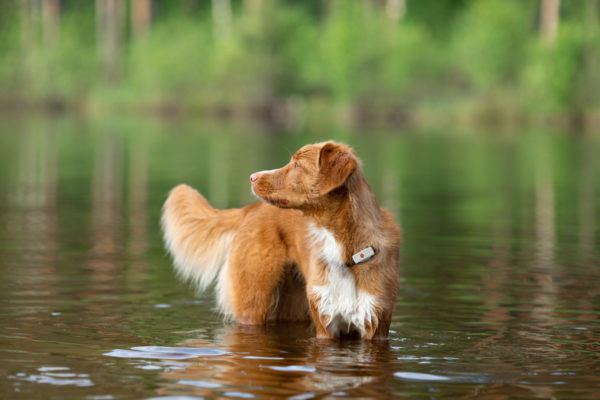 GPS - Weenect Dogs 2 – Image 4