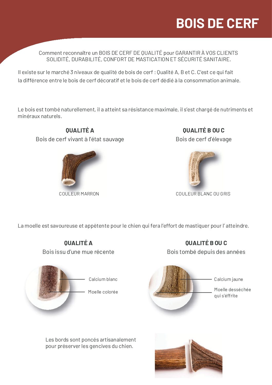 Bois de daim sauvage - Dino - Évident – Image 3