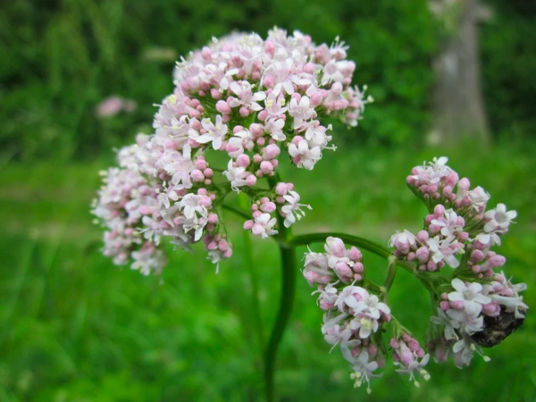 Tube de Catnip et  valériane – Image 3