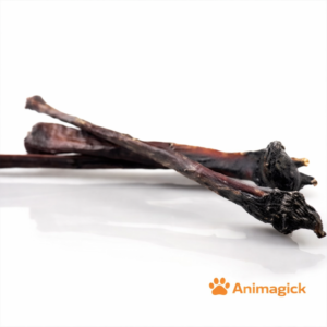 Pizzle de cheval entier