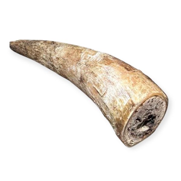 Corne de vache