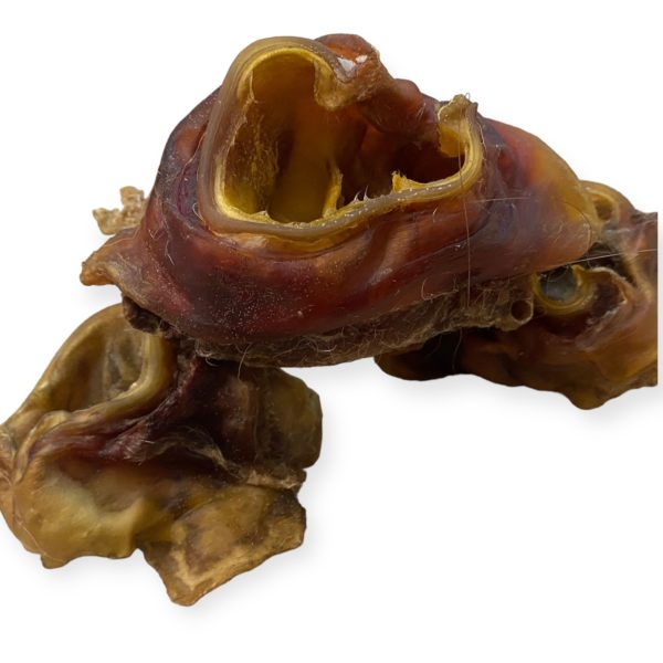 Base d'oreille Dolce vita dog