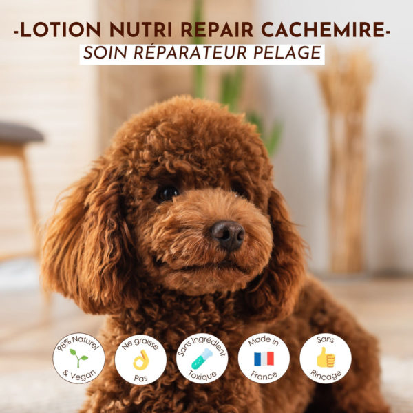 Lotion nutri repair Cachemire - Dexter & Mango – Image 2