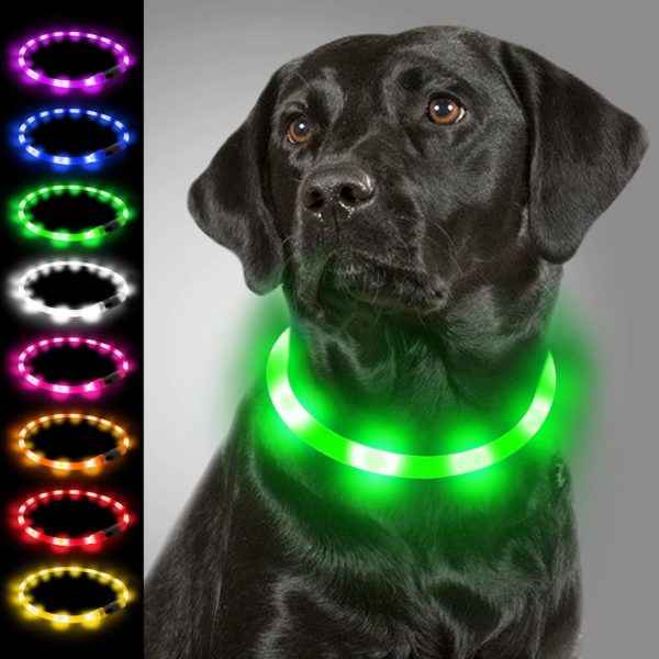 Colliers lumineux pour chien