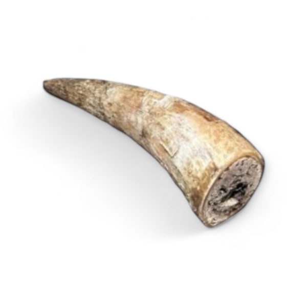 Corne de vache 1 kg