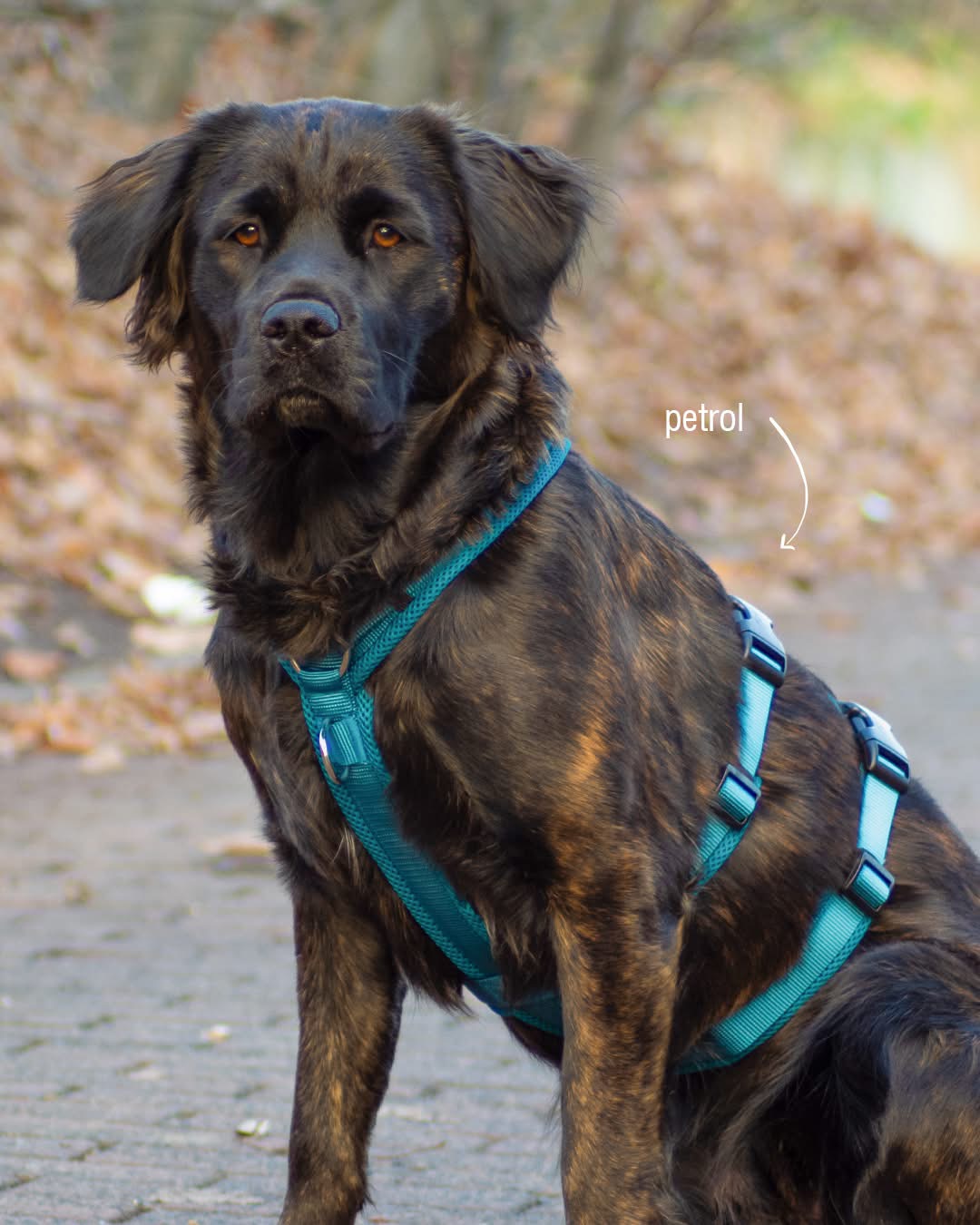 Harnais MESH Safety- Petlando PETROLE – Image 2