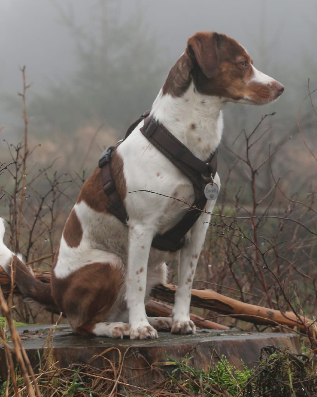 Harnais MESH Y CONFORT - Petlando MOKA – Image 2