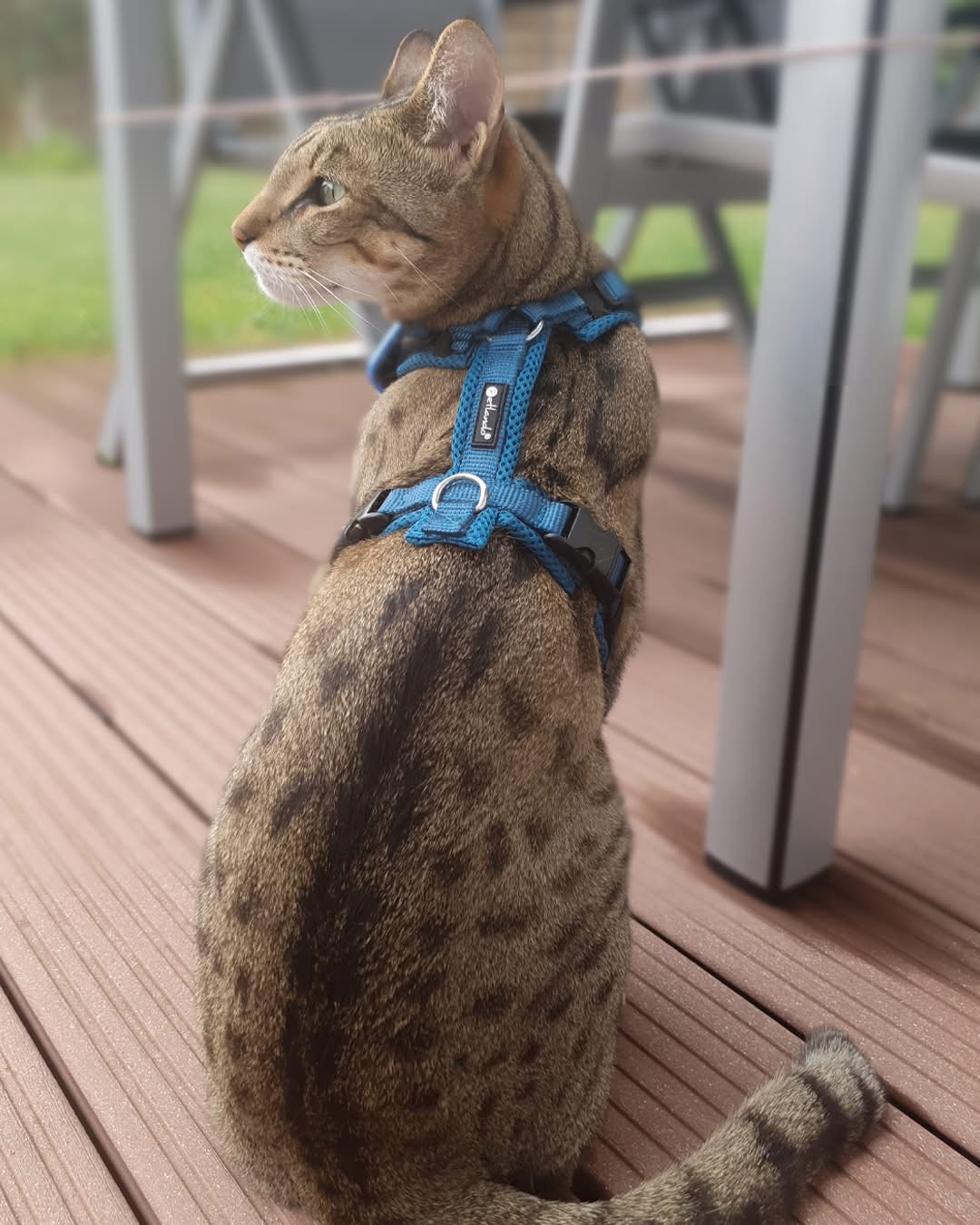 Harnais MESH Y CONFORT - Petlando PETROLE – Image 3