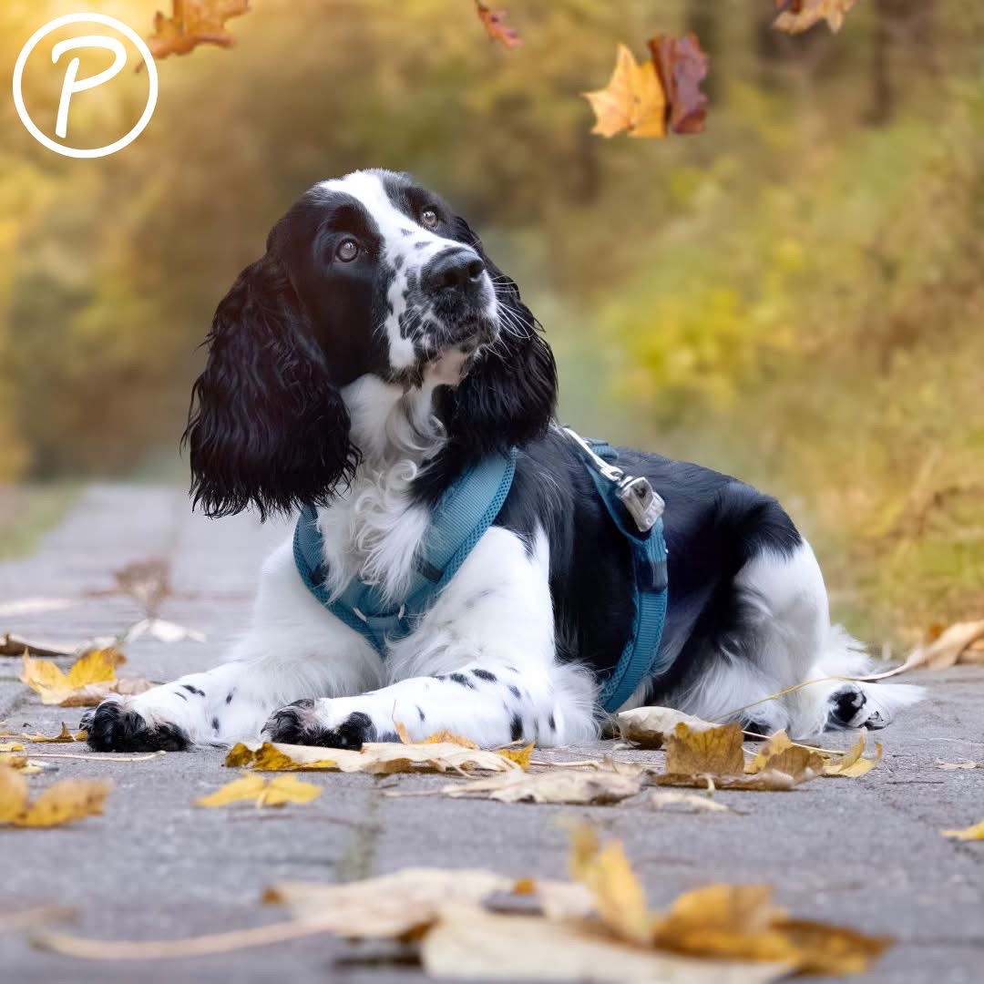 Harnais MESH Y CONFORT - Petlando PETROLE – Image 2