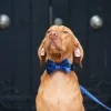Collier pour chien - Navy Velvet – Image 2