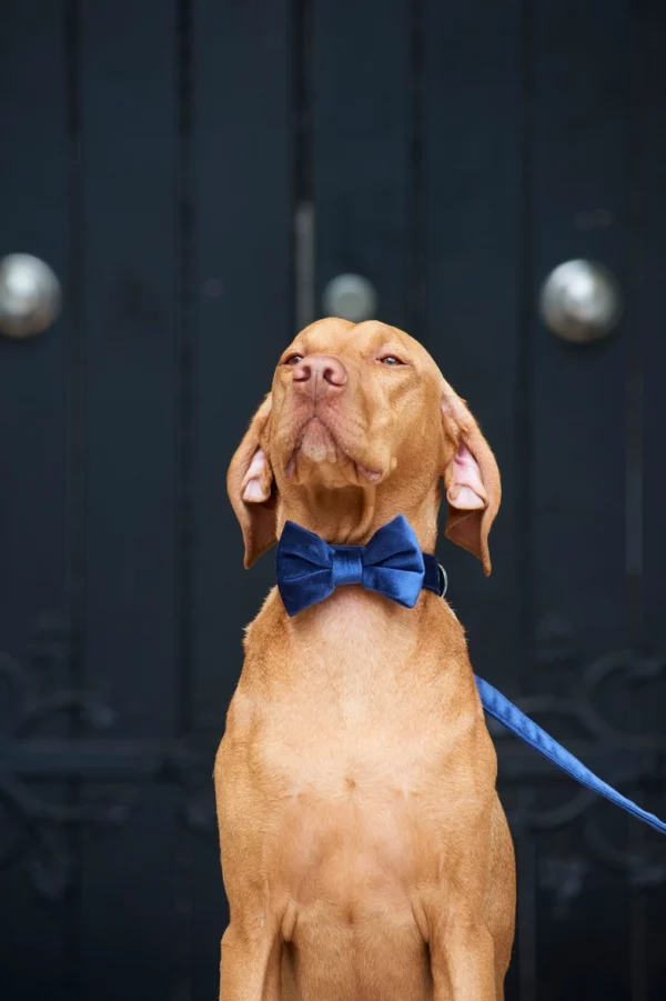 Collier pour chien - Navy Velvet – Image 2
