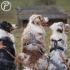 Harnais MESH Y CONFORT - Petlando NOIR – Image 2