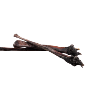 Pizzle de cheval entier - Allemagne