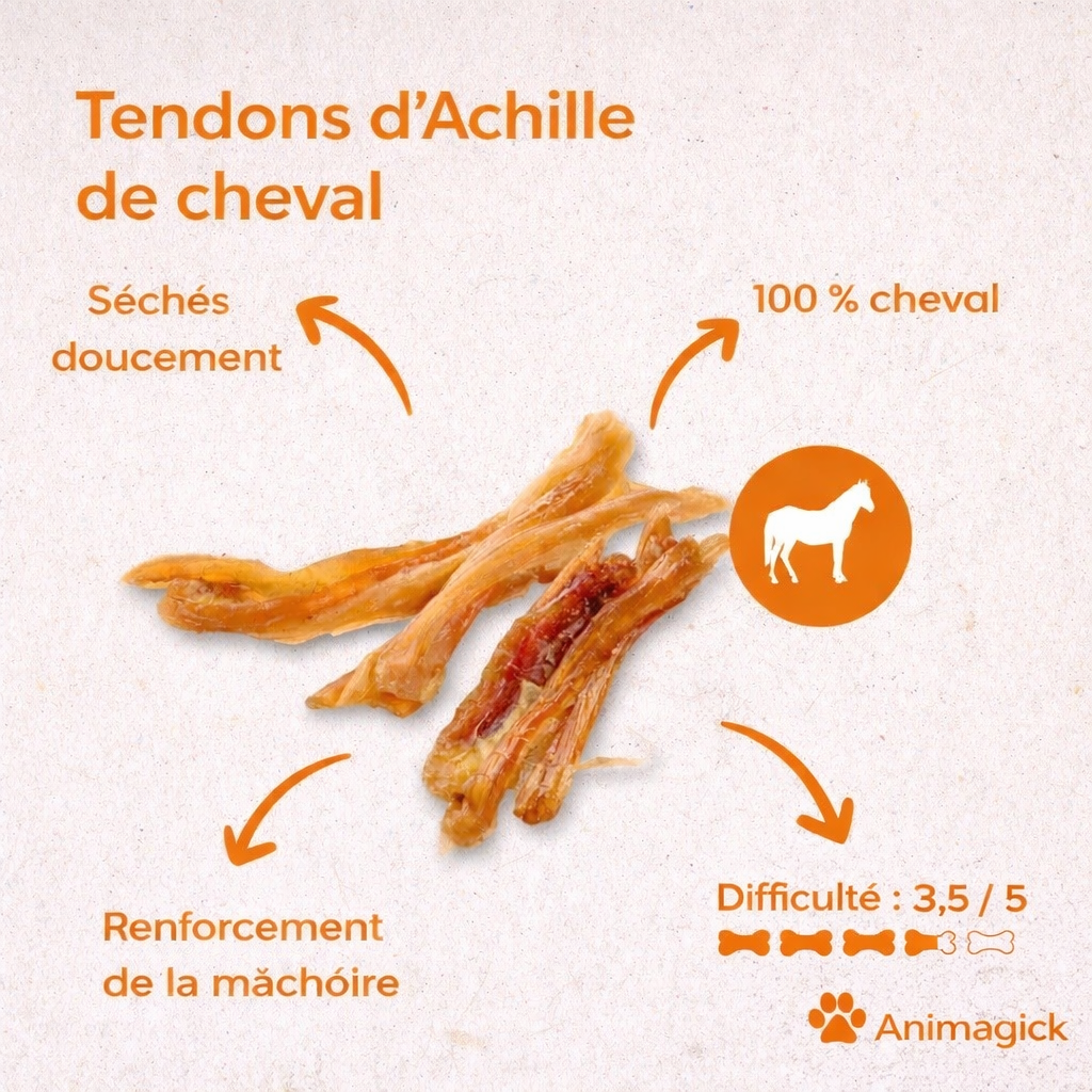 Tendon d’Achille de cheval Allemand – Image 2