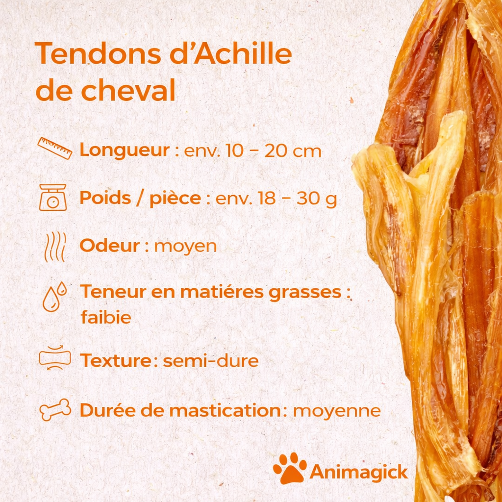 Tendon d’Achille de cheval Allemand – Image 3