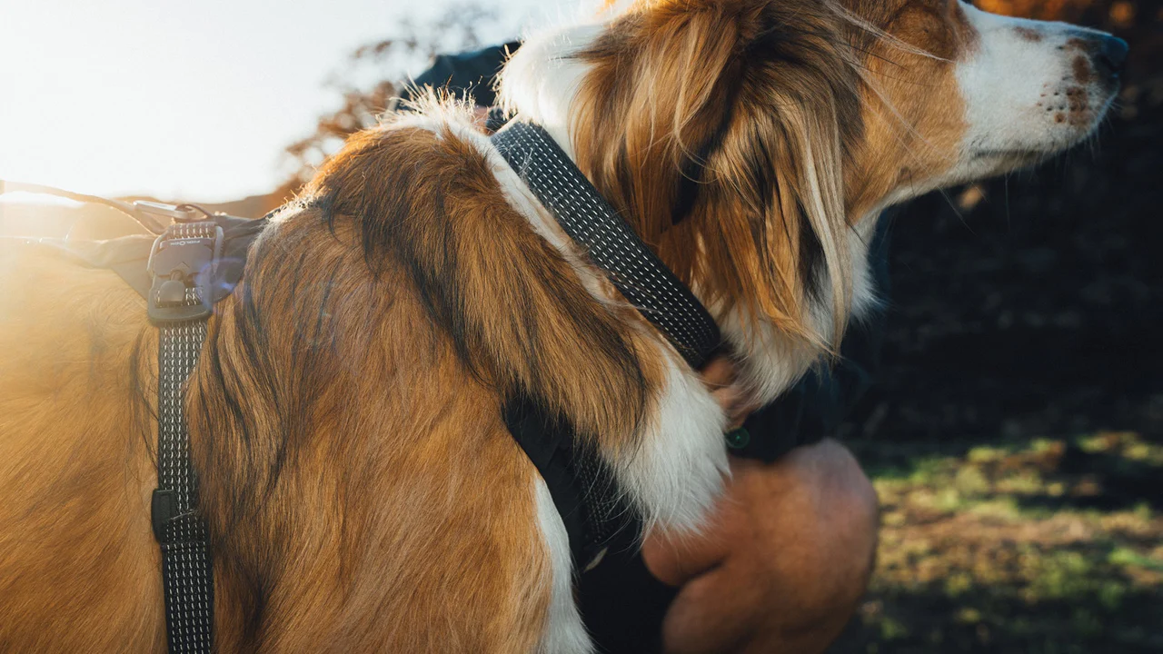 Collier Ridgeline™ Ruffwear – Image 6