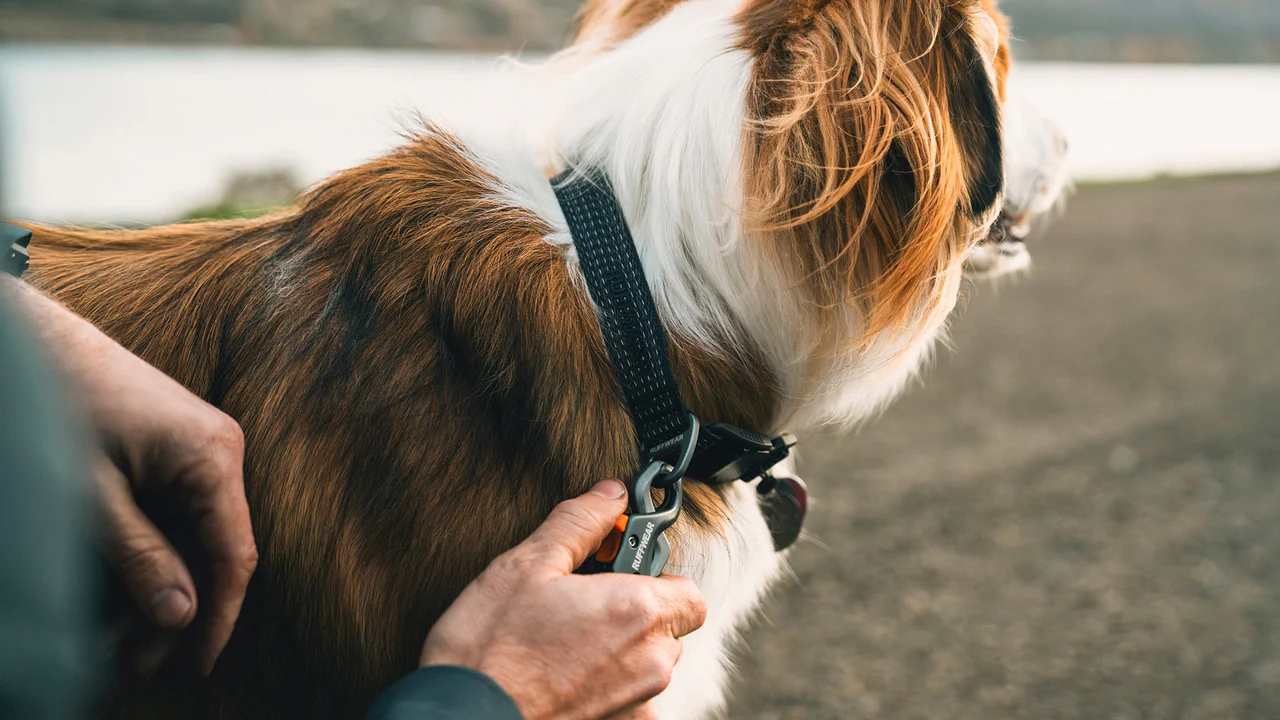 Collier Ridgeline™ Ruffwear – Image 4